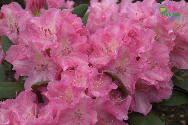 Rhododendron Lumina